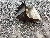 Komatsu Pc 78 us- 10, Midigravere 7 - 12t, Anlegg