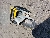 Wacker Neuson BTS635s, Rock and Concrete Saws, Products