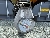 Wacker Neuson BS50-2 11in, Vibratory Rammers, Products