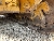 CAT D6 XL, Buldozer sobre oruga, Construcción