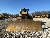 CAT D6N LGP, Crawler dozers, Construction